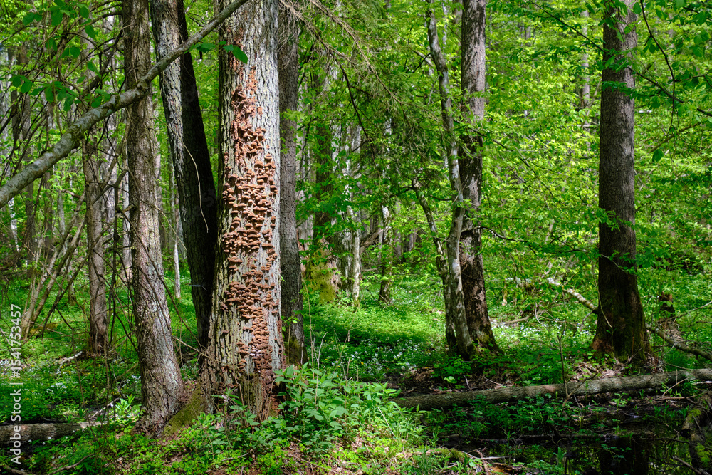 Fototapeta premium Springtime alder-bog sunny forest with standing water