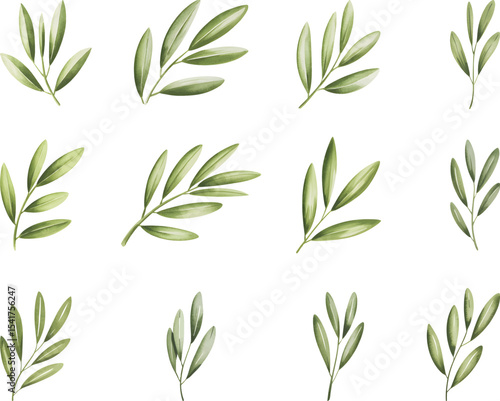 Watercolor Olive Leaf Branch Set. Hand drawn Watercolor Olive Green Leaves Illustration Isolated on White Background