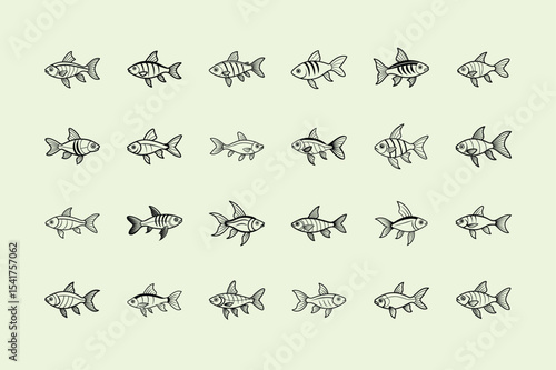 Phoenix Rasbora, aquarium fish line art illustration
