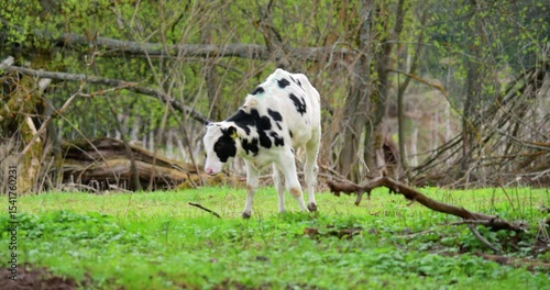 Peaceful scene of farm calf with ear tags grazing on nutrient-rich pasture amid natural vegetation, showcasing humane animal husbandry practices