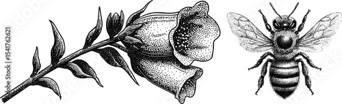 Detailed engraved bee and foxglove flower blossom design for nature and vector wildlife art projects
