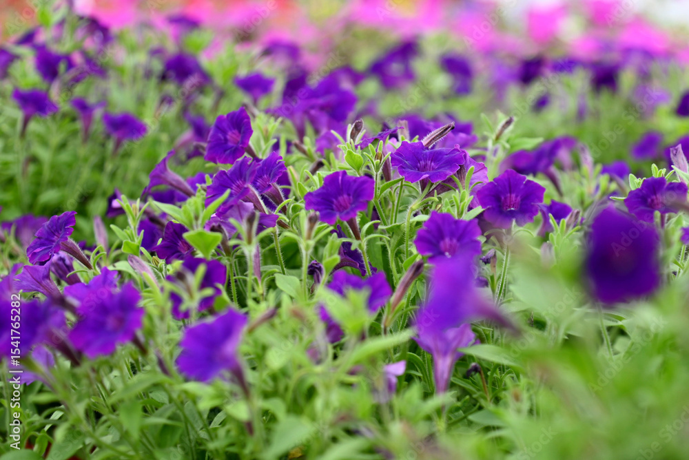 Fototapeta premium Flower market in a greenhouse.