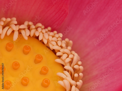 蓮の花托と雄蕊雌蕊のクローズアップ