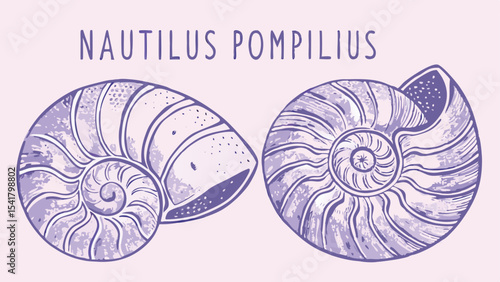 Illustration showing two nautilus pompilius shells with intricate spiral patterns on a light purple background