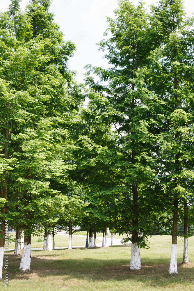 Obraz premium Lush green forest scenery in summer 