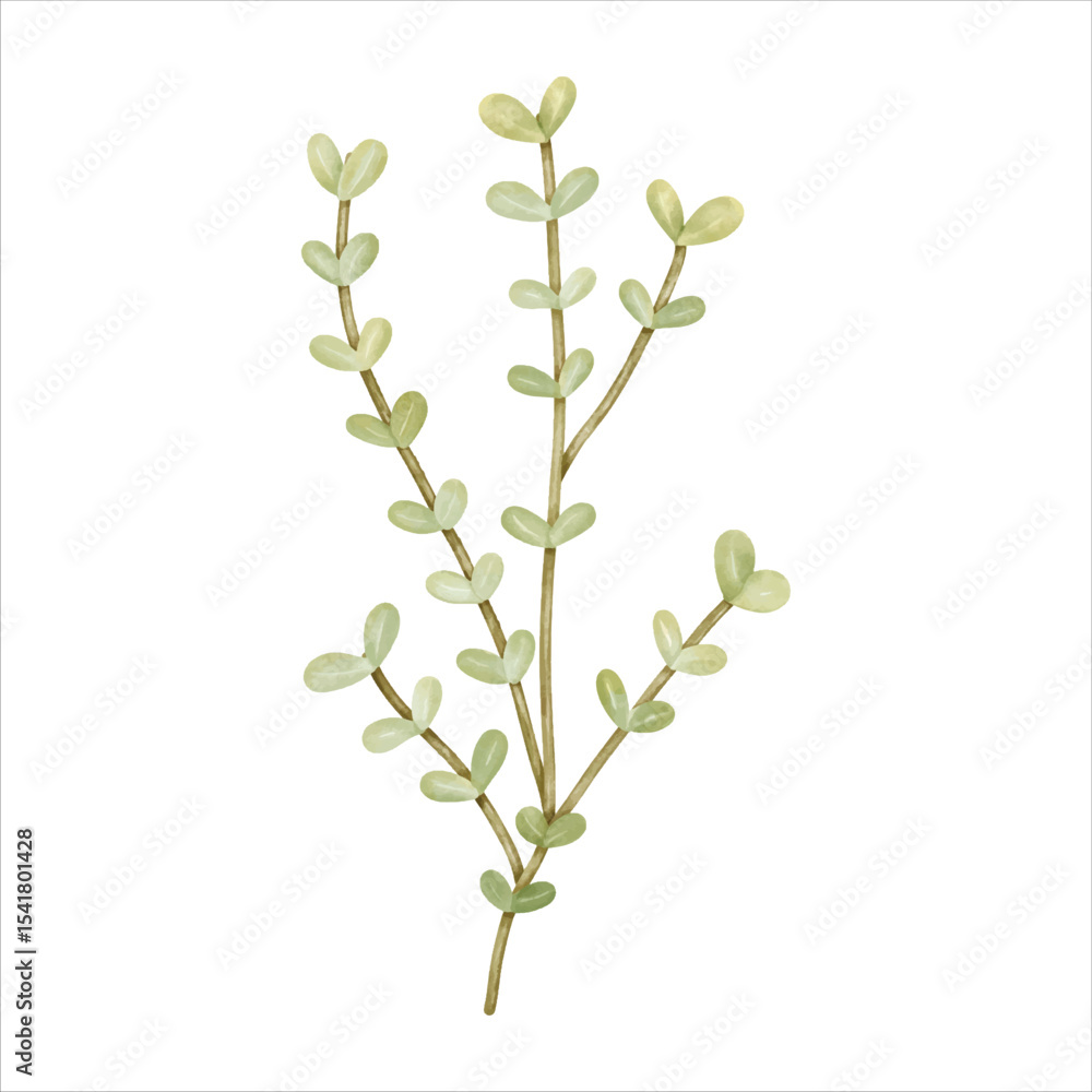 Obraz premium A watercolor flower with gentle lines and soft colors, perfect for creating custom bouquets and floral arrangements.