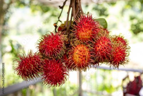 A vibrant collection of rambutan tropical fruits.