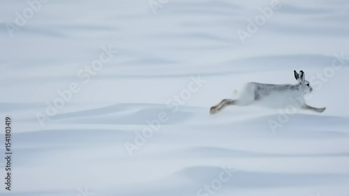 A snowshoe hare gracefully leaps across a vast, untouched snowy landscape under a clear sky