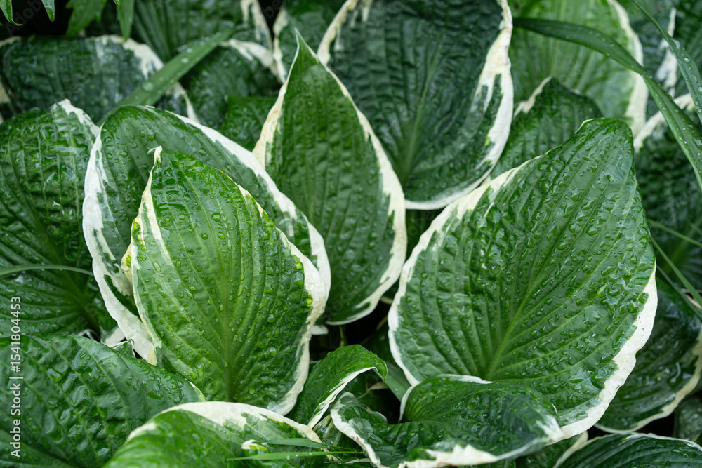Variegated Hosta leaves with raindrops creating bold green and white garden texture Variegated Hosta leaves with raindrops creating bold green and white garden texture