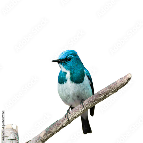 A stunning close-up of a blue-and-white bird perched gracefully on a natural branch.