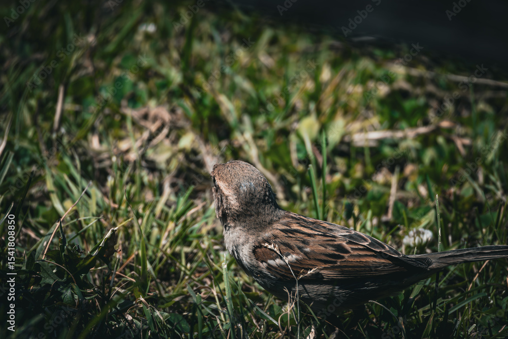 Fototapeta premium Spatz im Gras