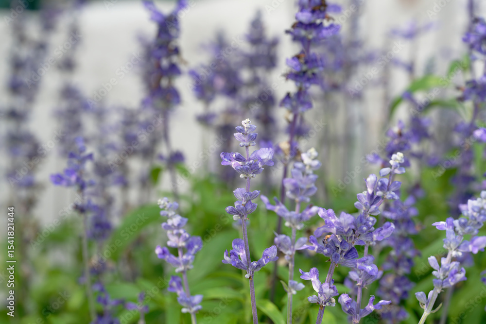 Fototapeta premium lavender flowers in the garden