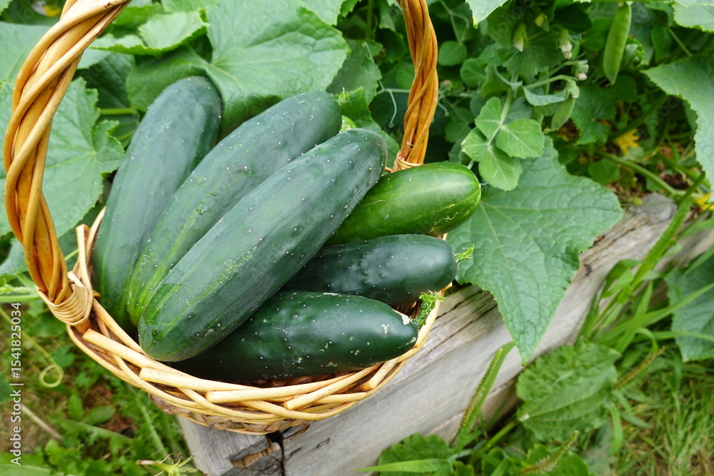 Obraz premium Freshly picked cucumbers resting in a basket in the garden