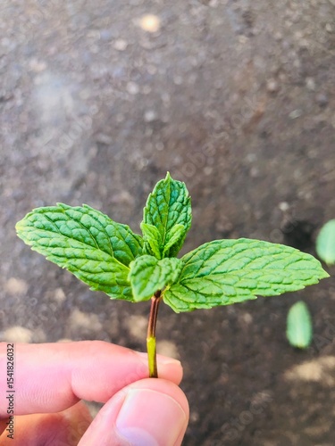 plant in hand