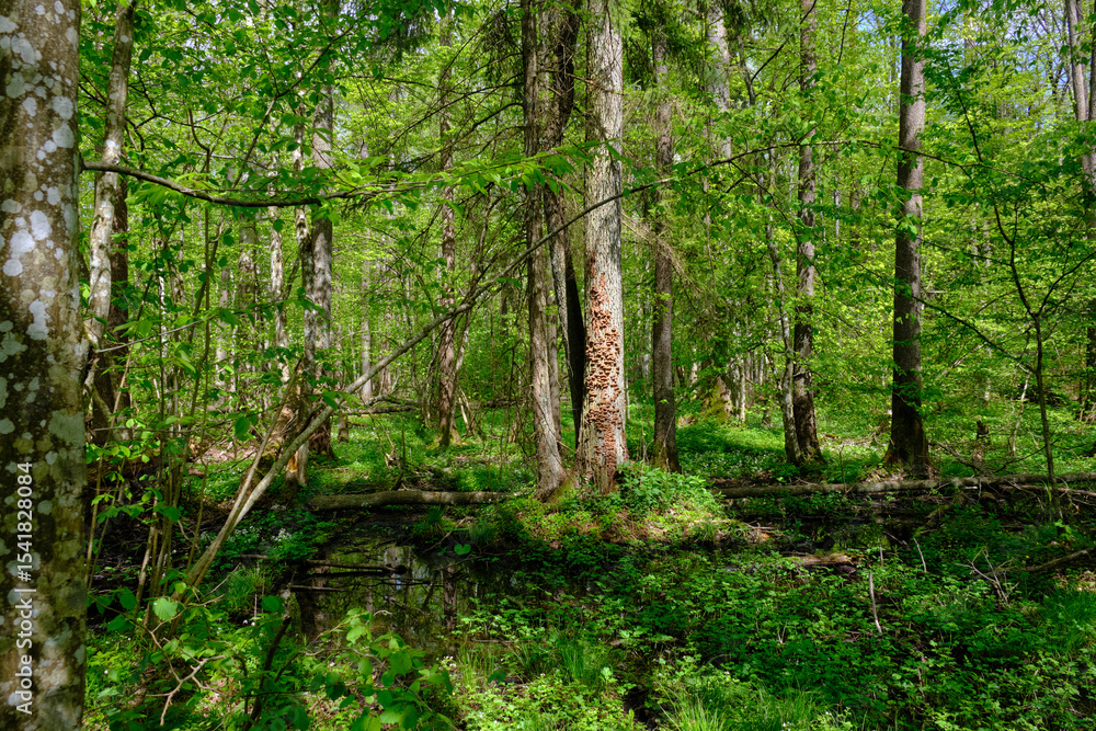 Obraz premium Springtime alder-bog sunny forest with standing water
