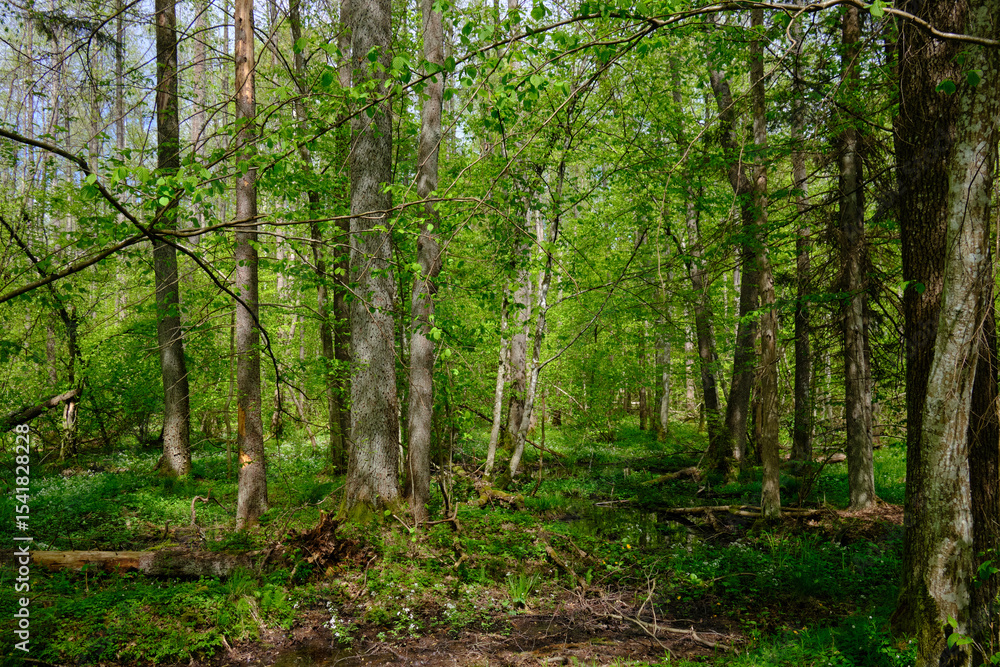 Springtime alder-bog sunny forest with standing water Springtime alder-bog sunny forest with standing water