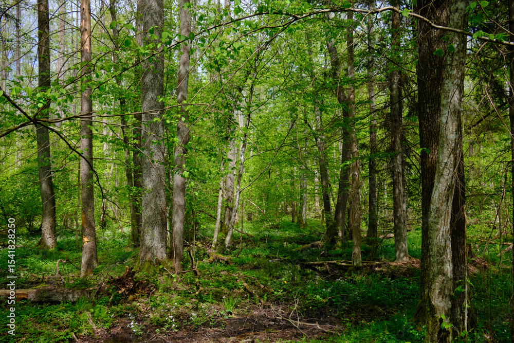 Naklejka premium Springtime alder-bog sunny forest with standing water