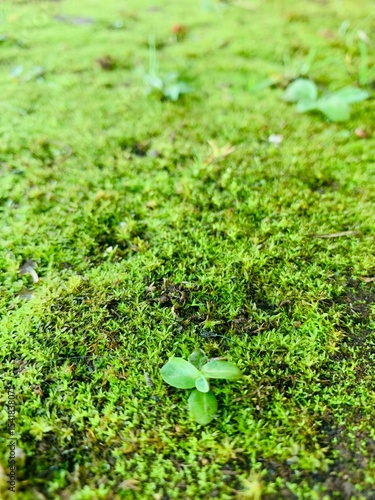 green moss on the ground
