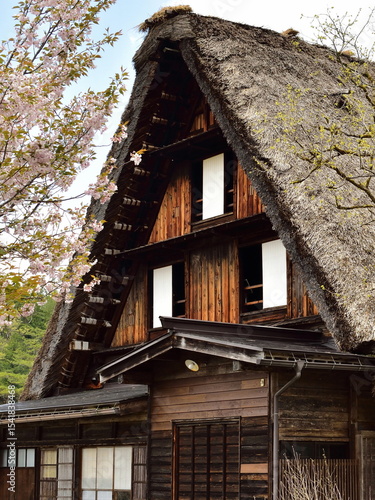 三角の茅葺屋根が美しい合掌作りと八重桜