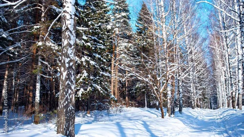   Winter landscape frosty winter tree in the sunrise.  Winter forest.  snow-covered birch grove in forest in sunny day