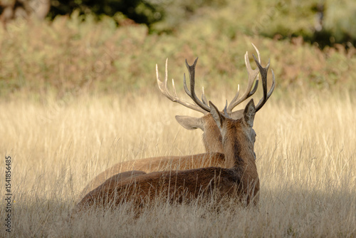 Two red deer stags rest in golden grass at Richmond Park, London. Captures a peaceful wildlife scene during autumn in the natural British countryside.