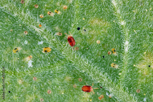 Two spotted spider mite, Tetranychus urticae. Large colony of juveniles, adults and eggs under a tomato leaf.