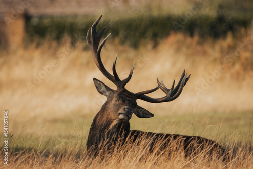 A majestic stag in Richmond Park, London. This photo captures the beauty of wildlife in its natural habitat. Perfect for nature and travel-related projects.