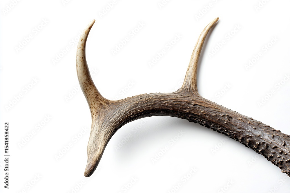 Fototapeta premium Isolated Waterbuck Antler Detail White Background