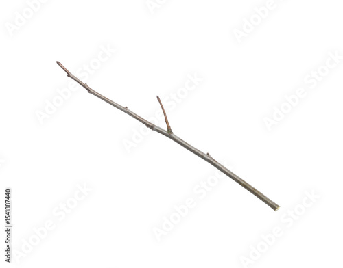Slender GreyBrown Twig with Small Branch Isolated.