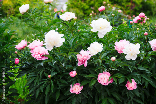 Big large beautiful fresh spring colorful fragrant tender with many petals opened spherical lush pink and white bud on a bush of peony flowers growing in the garden in the park in the hot warm summer.