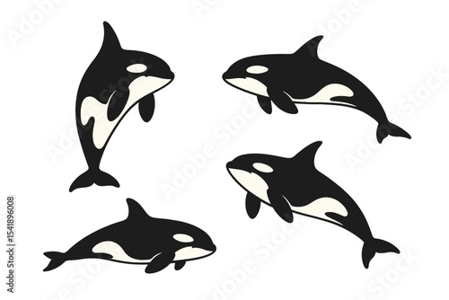 Orcas swimming in various poses with black and white colors on a transparent background 