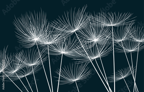 Seamless background from a dandelion. Flight of a dandelion, seeds fly from the wind