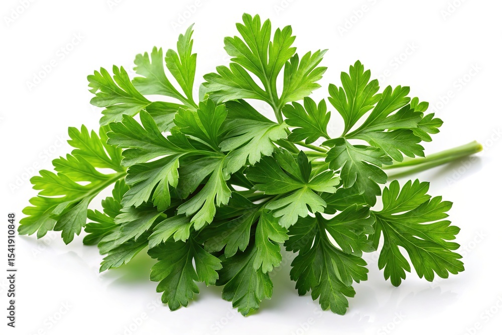 Fototapeta premium Fresh green parsley sprig isolated on white background culinary herb