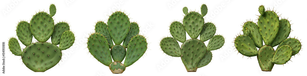 Prickly Pear Cactus Collection On Isolated Transparent Background
Prickly Pear Cactus Collection On Isolated Transparent Background