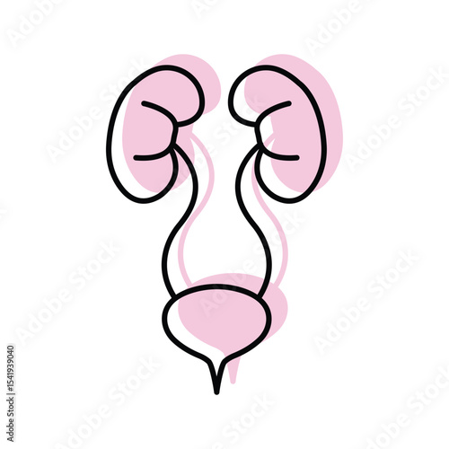 Urinary System color shadow thinline icon , vector, pixel perfect, illustrator file 
