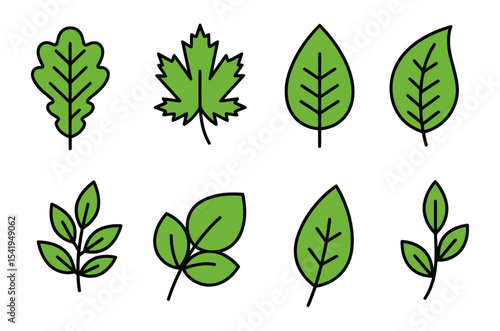 Leaf illustrations display botanical variety in a flat style design