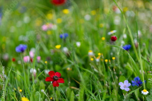 Colorful wash of a mix of spring wildflowers in a grassy meadow in Israel.