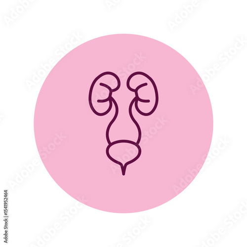 Urinary System vector, pixel perfect, illustrator file 
