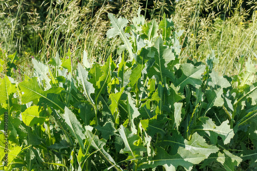 Prickly Wild Lettuce Leaves in Sunny Meadow