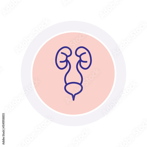 Urinary System vector, pixel perfect, illustrator file 
