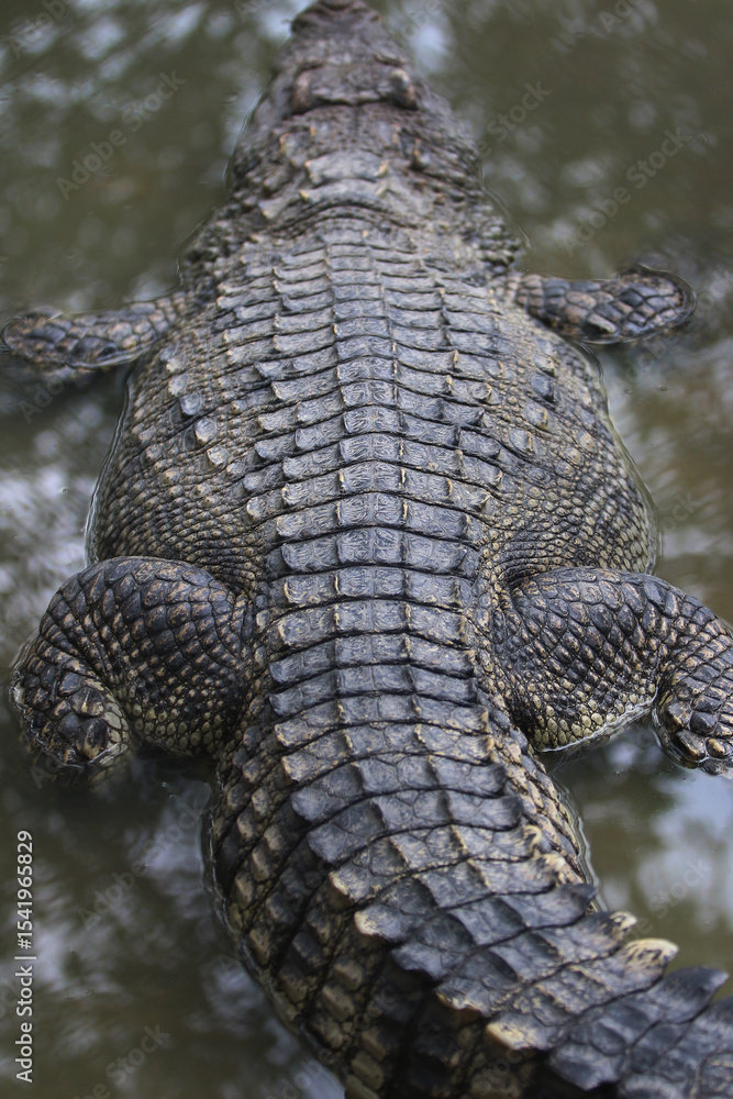 Obraz premium Reptilian Majesty: A striking top-down view captures the textured scales of a large crocodile floating in murky water, showcasing the raw power and prehistoric beauty of this apex predator.