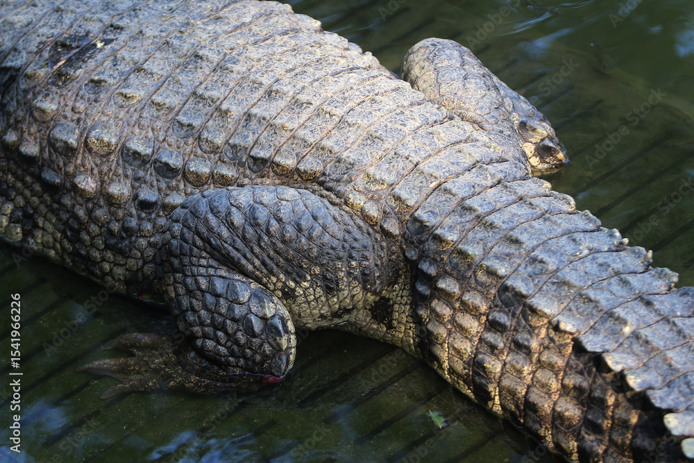 Obraz premium Crocodile Tail Texture: Close-up view of a crocodile's powerful tail, showcasing the intricate texture and pattern of its scales. The dark, textured scales show the animal's robust nature. 