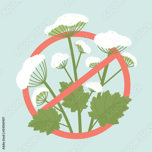 Prohibition sign of the dangerous plant Hogweed. Hogweed can cause significant damage to skin health. Thickets of hogweed are dangerous for the ecological balance. Flat vector illustration.