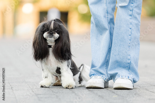 Shih Tzu Companion Dog with Owner in Relaxed Setting