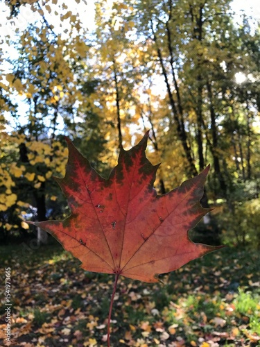 Wallpaper Mural Orange maple leaf in hands, autumn, rain, orange leaf, copy space Torontodigital.ca