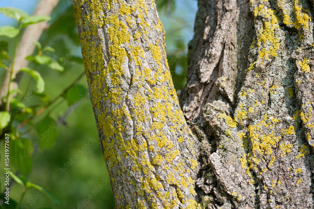 Fototapeta premium Xanthoria parietina lichen on a tree branch