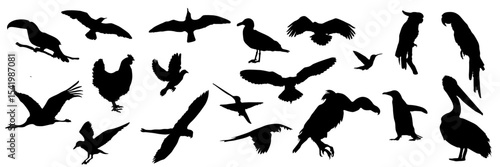 Birds in different poses, in flight, black silhouettes on a transparent background. Birds of different species