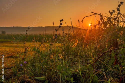 warm summer sunrise over tall grass and flowers