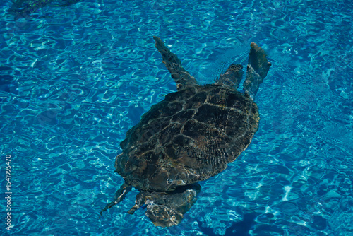turtle swimming in the water