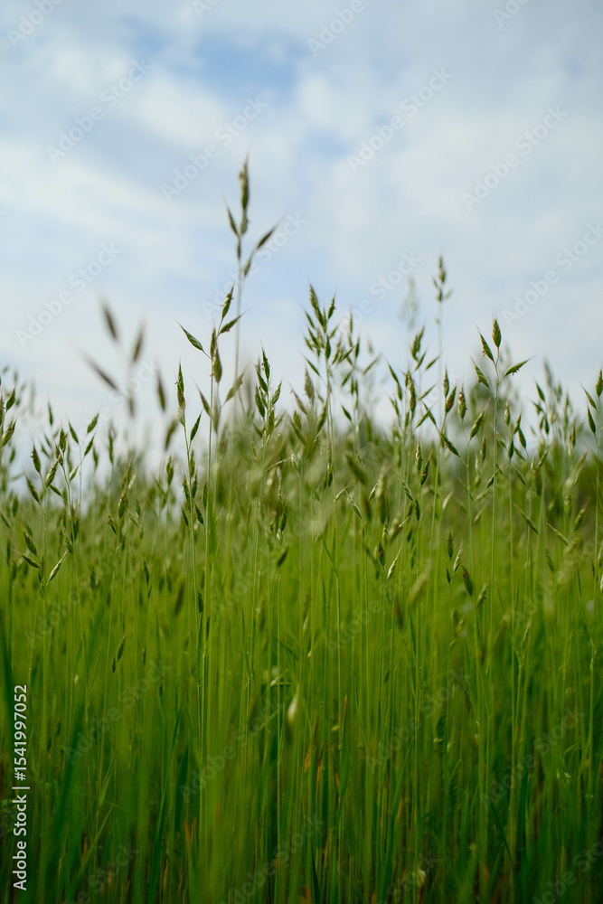 Fototapeta premium A field of green grass with prominent seed heads in the foreground and a softly blurred background.